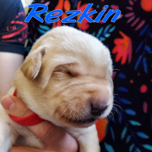 Rezkin