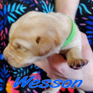 Wesson