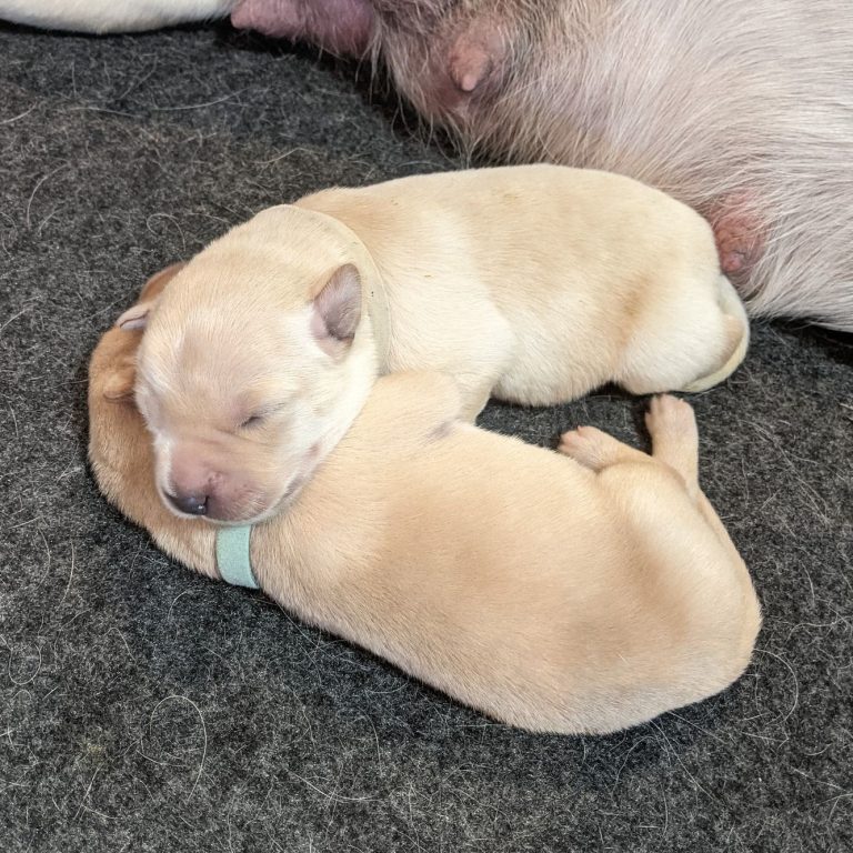 2nd Litter (10)