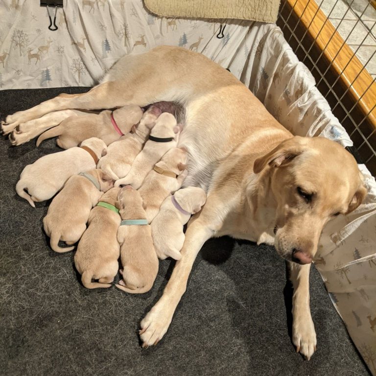 2nd Litter (12)