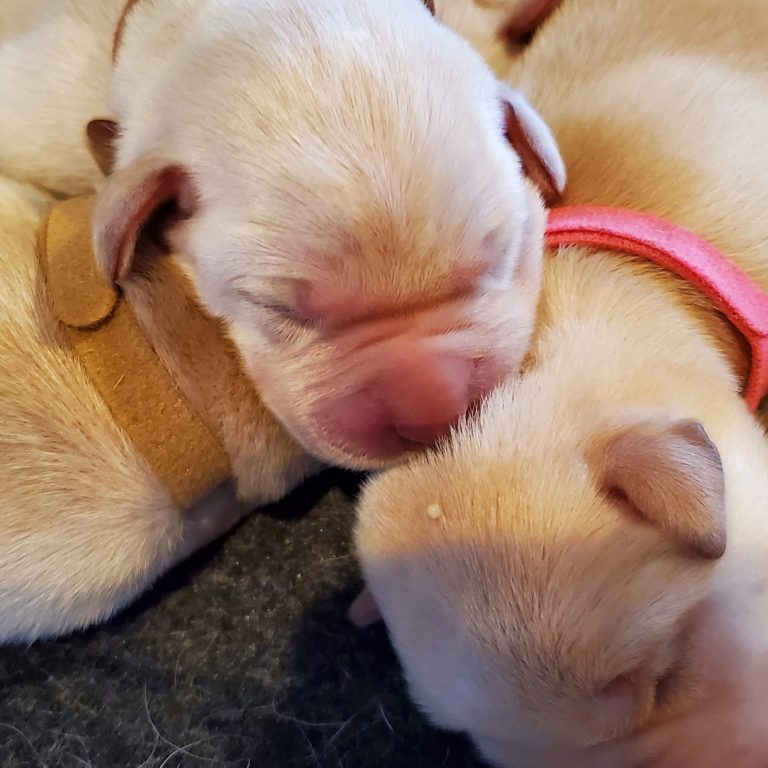 2nd Litter (3)