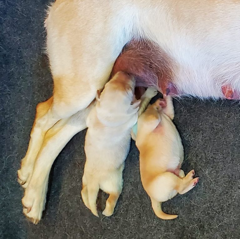 2nd Litter (4)