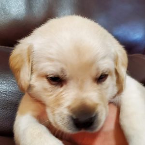 2nd Litter -4 Weeks (16)