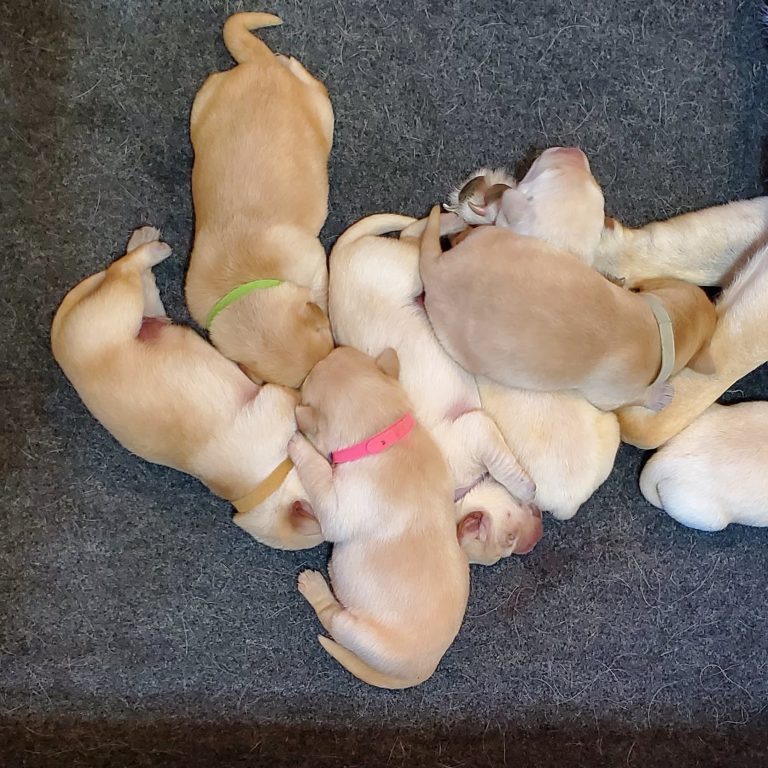 2nd Litter (5)