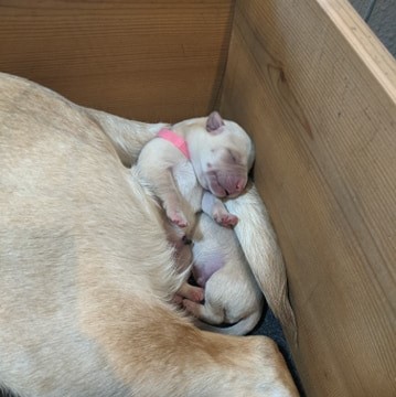 2nd Litter (7)