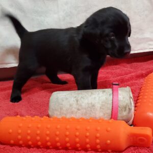 Kora - 3rd Litter Wk4 PK1