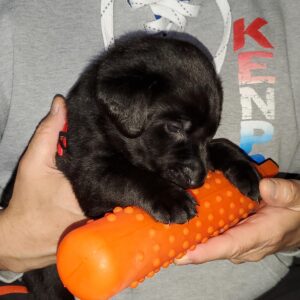 Kora - 3rd Litter Wk4 Rd1