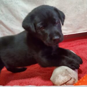 Kora - 3rd Litter Wk4 Svr1